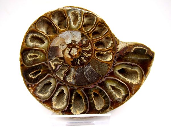 General Cretaceous Age Ammonite Pair Fossils From Madagascar For Sale #89