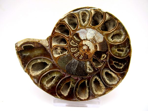 General Cretaceous Age Ammonite Pair Fossils From Madagascar For Sale #89a