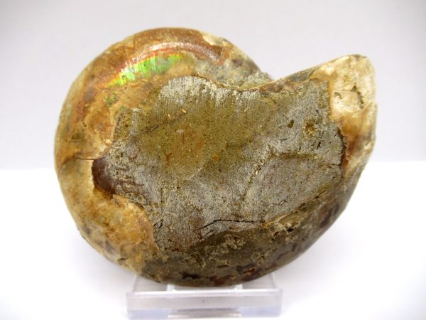 General Cretaceous Age Ammonite Pair Fossils From Madagascar For Sale #89d