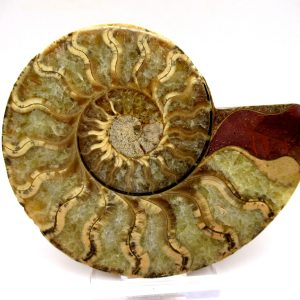 General Cretaceous Age Ammonite Pair Fossils From Madagascar For Sale #90