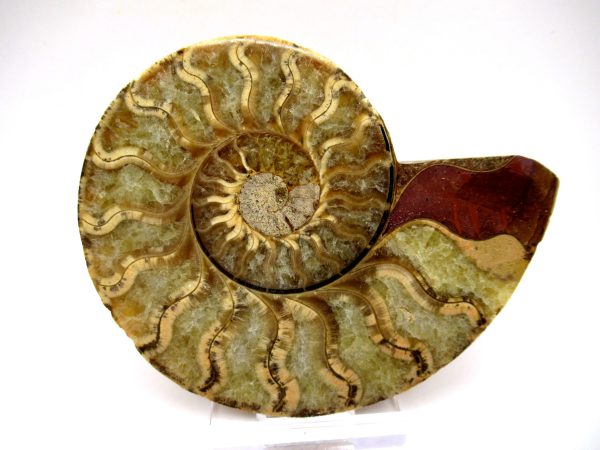 General Cretaceous Age Ammonite Pair Fossils From Madagascar For Sale #90