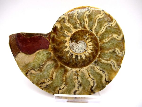 General Cretaceous Age Ammonite Pair Fossils From Madagascar For Sale #90a