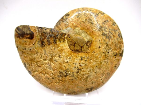 General Cretaceous Age Ammonite Pair Fossils From Madagascar For Sale #90c