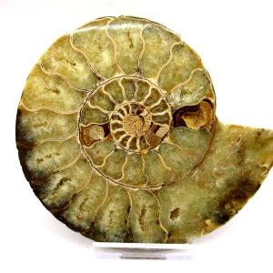 General Cretaceous Age Ammonite Pair Fossils From Madagascar For Sale #91