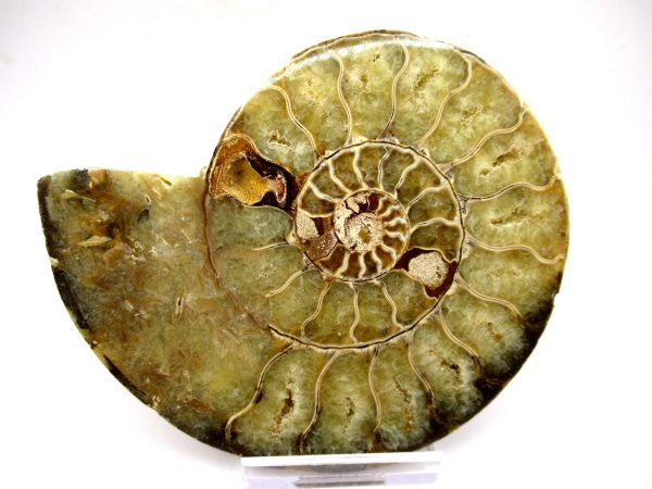 General Cretaceous Age Ammonite Pair Fossils From Madagascar For Sale #91a