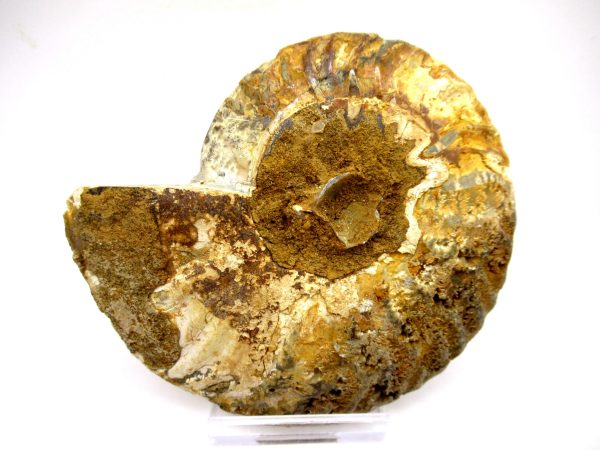 General Cretaceous Age Ammonite Pair Fossils From Madagascar For Sale #91c