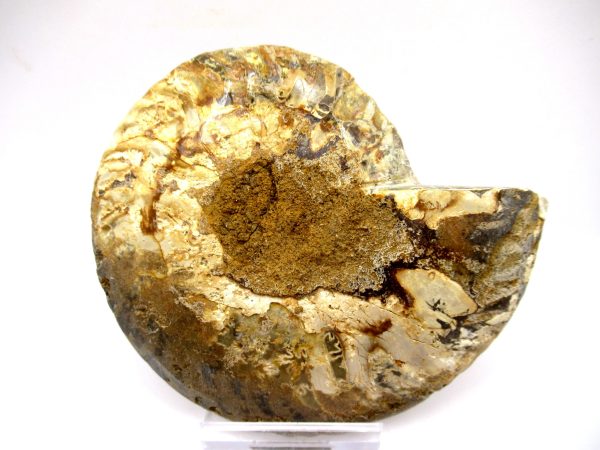 General Cretaceous Age Ammonite Pair Fossils From Madagascar For Sale #91d