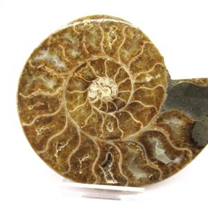 General Cretaceous Age Ammonite Pair Fossils From Madagascar For Sale #92