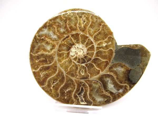 General Cretaceous Age Ammonite Pair Fossils From Madagascar For Sale #92