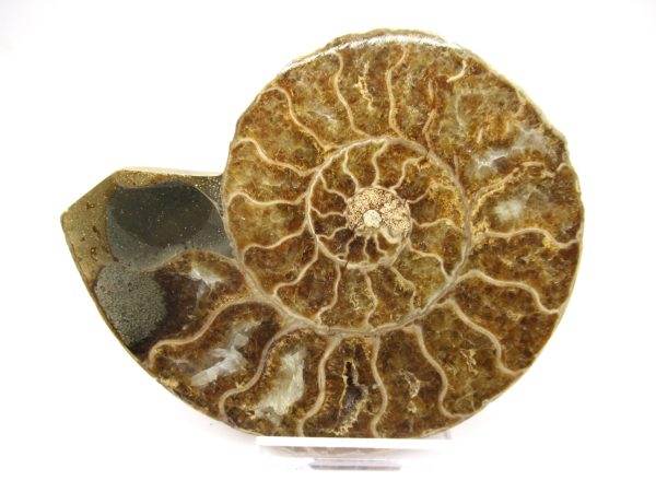 General Cretaceous Age Ammonite Pair Fossils From Madagascar For Sale #92a