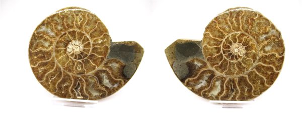 General Cretaceous Age Ammonite Pair Fossils From Madagascar For Sale #92b