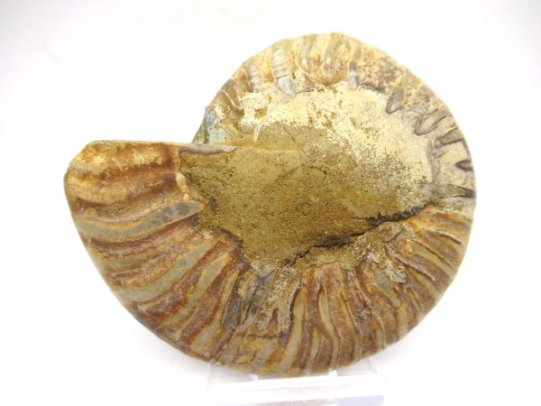 General Cretaceous Age Ammonite Pair Fossils From Madagascar For Sale #92c