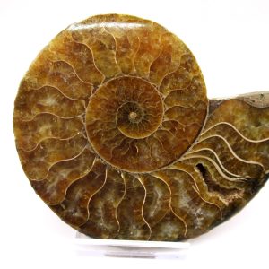 General Cretaceous Age Ammonite Pair Fossils From Madagascar For Sale #93