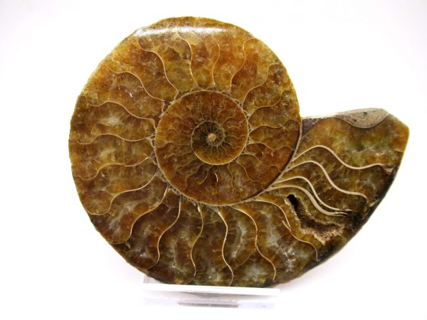 General Cretaceous Age Ammonite Pair Fossils From Madagascar For Sale #93