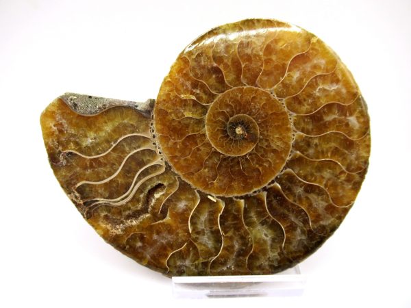 General Cretaceous Age Ammonite Pair Fossils From Madagascar For Sale #93a