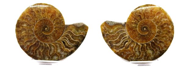 General Cretaceous Age Ammonite Pair Fossils From Madagascar For Sale #93b