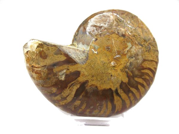 General Cretaceous Age Ammonite Pair Fossils From Madagascar For Sale #93c