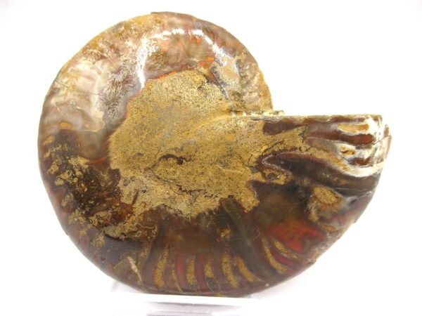 General Cretaceous Age Ammonite Pair Fossils From Madagascar For Sale #93d