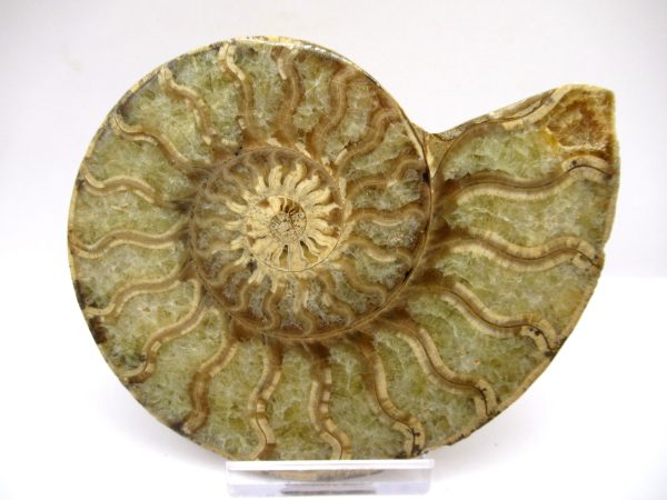 General Cretaceous Age Ammonite Pair Fossils From Madagascar For Sale #94