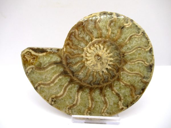 General Cretaceous Age Ammonite Pair Fossils From Madagascar For Sale #94a