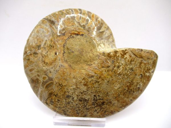 General Cretaceous Age Ammonite Pair Fossils From Madagascar For Sale #94d