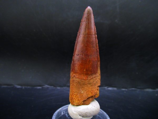 Genuine Cretaceous Age Spinosaurus Dinosaur Tooth Fossil for Sale from Morocco #131