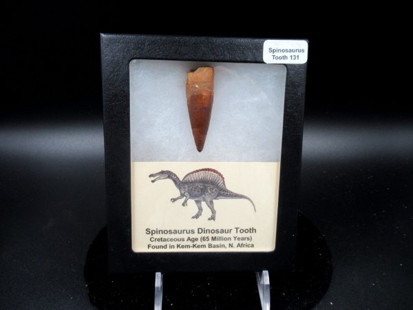 Genuine Cretaceous Age Spinosaurus Dinosaur Tooth Fossil for Sale from Morocco #131