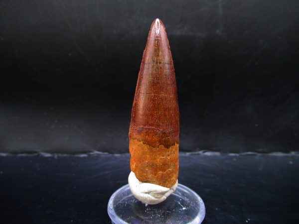 Genuine Cretaceous Age Spinosaurus Dinosaur Tooth Fossil for Sale from Morocco #131a