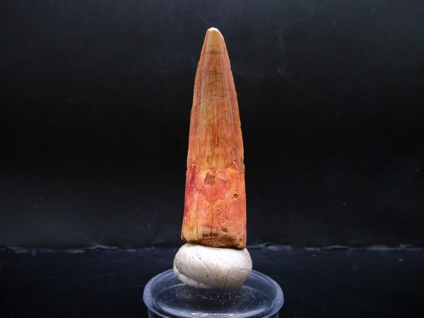 Genuine Cretaceous Age Spinosaurus Dinosaur Tooth Fossil for Sale from Morocco #132