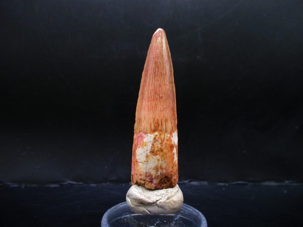 Genuine Cretaceous Age Spinosaurus Dinosaur Tooth Fossil for Sale from Morocco #132a