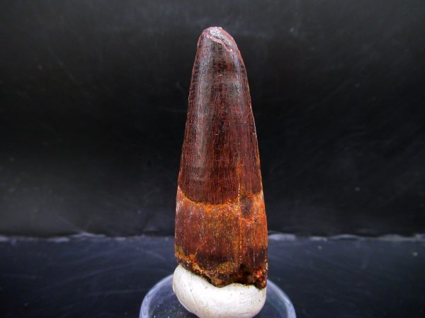 Genuine Cretaceous Age Spinosaurus Dinosaur Tooth Fossil for Sale from Morocco #133