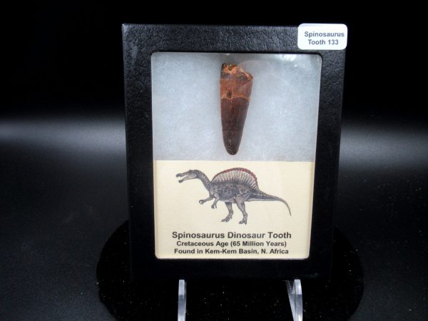 Genuine Cretaceous Age Spinosaurus Dinosaur Tooth Fossil for Sale from Morocco #133