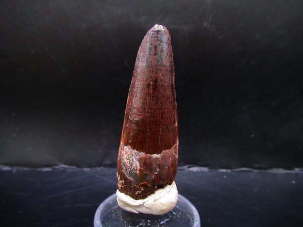 Genuine Cretaceous Age Spinosaurus Dinosaur Tooth Fossil for Sale from Morocco #133a