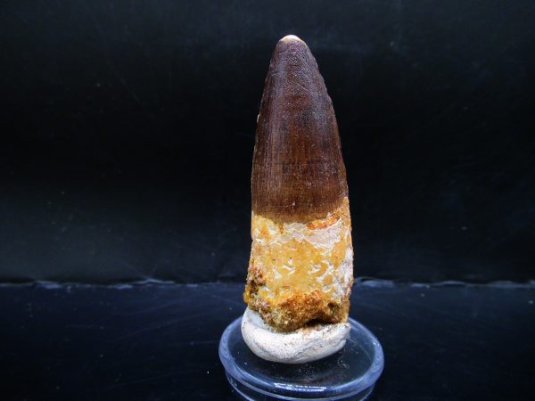 Genuine Cretaceous Age Spinosaurus Dinosaur Tooth Fossil for Sale from Morocco #135