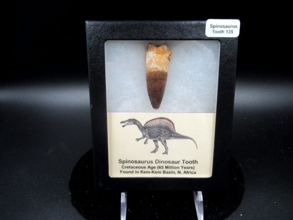 Genuine Cretaceous Age Spinosaurus Dinosaur Tooth Fossil for Sale from Morocco #135