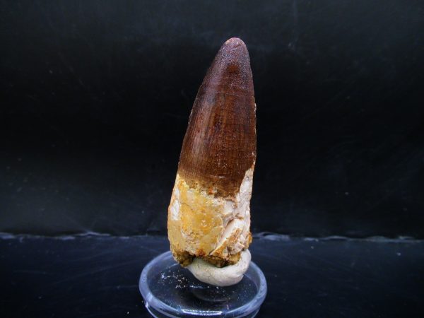 Genuine Cretaceous Age Spinosaurus Dinosaur Tooth Fossil for Sale from Morocco #135a