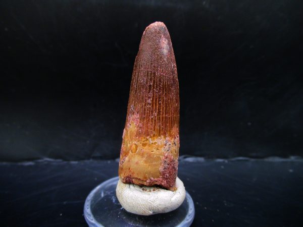 Genuine Cretaceous Age Spinosaurus Dinosaur Tooth Fossil for Sale from Morocco #136