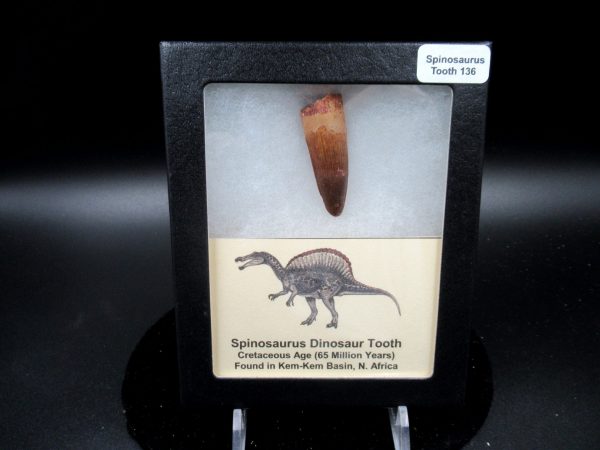 Genuine Cretaceous Age Spinosaurus Dinosaur Tooth Fossil for Sale from Morocco #136