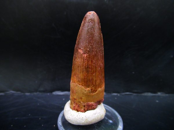 Genuine Cretaceous Age Spinosaurus Dinosaur Tooth Fossil for Sale from Morocco #136a