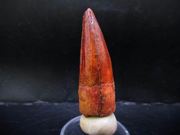 Genuine Cretaceous Age Spinosaurus Dinosaur Tooth Fossil for Sale from Morocco #137