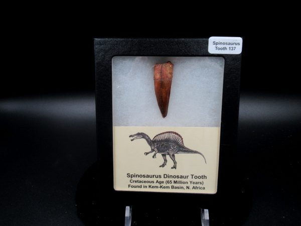 Genuine Cretaceous Age Spinosaurus Dinosaur Tooth Fossil for Sale from Morocco #137