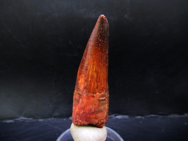 Genuine Cretaceous Age Spinosaurus Dinosaur Tooth Fossil for Sale from Morocco #137a