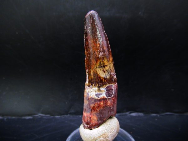 Genuine Cretaceous Age Spinosaurus Dinosaur Tooth Fossil for Sale from Morocco #138