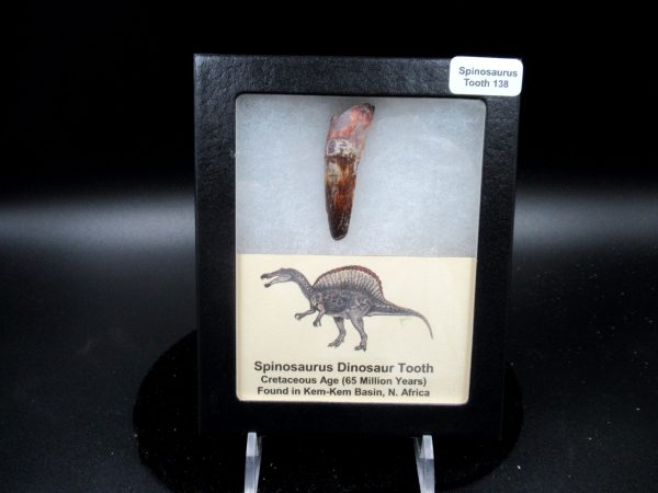 Genuine Cretaceous Age Spinosaurus Dinosaur Tooth Fossil for Sale from Morocco #138