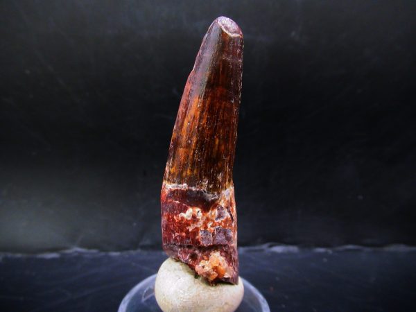 Genuine Cretaceous Age Spinosaurus Dinosaur Tooth Fossil for Sale from Morocco #138a