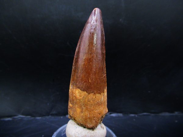 Genuine Cretaceous Age Spinosaurus Dinosaur Tooth Fossil for Sale from Morocco #139