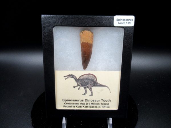 Genuine Cretaceous Age Spinosaurus Dinosaur Tooth Fossil for Sale from Morocco #139