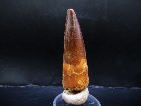 Genuine Cretaceous Age Spinosaurus Dinosaur Tooth Fossil for Sale from Morocco #139a