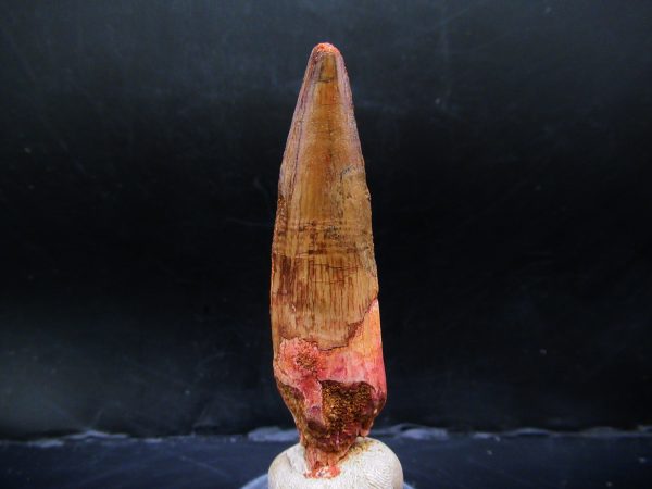 Genuine Cretaceous Age Spinosaurus Dinosaur Tooth Fossil for Sale from Morocco #140