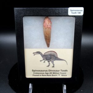 Genuine Cretaceous Age Spinosaurus Dinosaur Tooth Fossil for Sale from Morocco #140